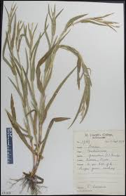 Image result for Hackelochloa granularis