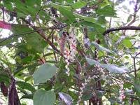 Image result for Cissampelos mucronata