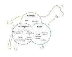 Farm Health Online Animal Health And Welfare Knowledge Hub Johne S Disease In Goats
