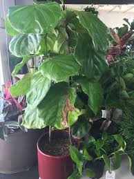 Young plants are still in the process of establishing their deep root systems, and will depend on superficial water to survive. Overwatering Vs Underwatering And How To Treat Both Plant Care Tips And More La Residence