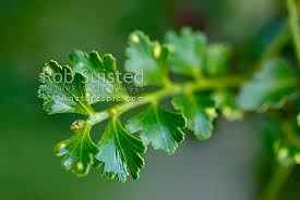 Image result for Phyllocladus trichomanoides