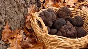 The French Black Perigord Truffle A Small One Can Cost A Fortune Yet Not As Costly As The Italian White Truffle Truffles Italian Truffles Black Truffle