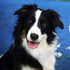 این دو نه تنها در به اشتراک گذاشتن احساسات، بلکه در جاه‌طلبی، هوشمندی و گوش به زنگ بودن، بسیار به هم شباهت دارند. Ø¹Ú©Ø³ Ù‡Ø§ÛŒÛŒ Ø§Ø² Ø¨Ø§Ù‡ÙˆØ´ ØªØ±ÛŒÙ† Ù†Ú˜Ø§Ø¯ Ø³Ú¯ Ù‡Ø§