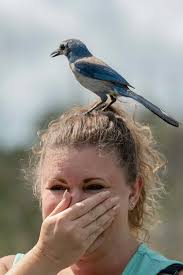 This Florida scrub jay was