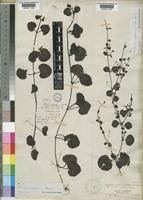 Image result for Diclis