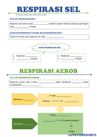 Bab 6 pembahagian sel, mitosis, meiosis Biologi Tingkatan 4 Kssm Bab 7 1 7 2 Worksheet