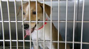 Big Dog Ranch Rescue Evacuates Dogs From The Bahamas On A Mega Yacht