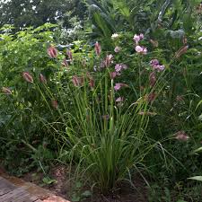 Image result for Cenchrus geniculatus