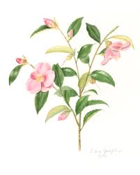 On saturday and 10 a.m. It S Camellia Time For Bagsc At Descanso Gardens Bagsc News