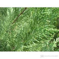 Çiçek açtıran çiçekli bitkiler için sıvı gübre 400 ml ecofer. Cupressocyparis Leylandii Leylandi Fidani 80 100cm Fiyati