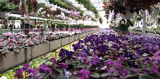 They are often found during the holidays. African Violets By Lyndon Lyon Greenhouses