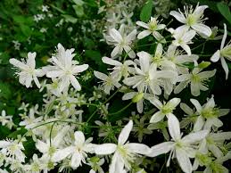 Clematis paniculata (in māori puawhananga) is a species of flowering plant in the buttercup family ranunculaceae. Clematis Paniculata Sweet Autumn Clematis Sweet Autumn Virginsbower North Carolina Extension Gardener Plant Toolbox