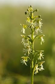 Image result for Polygala sparsiflora