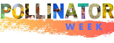 They require more pesticides, because monocultures lack diversity, and pests can easily spread across the field. Beyond Pesticides Daily News Blog Blog Archive Industrial Agriculture Practices Contribute To The Insect Apocalypse Beyond Pesticides Daily News Blog