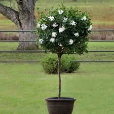 Image result for Gardenia