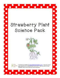 Strawberry Plant Science Pack Strawberry Plants Plant Science Strawberry Fruit