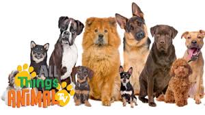 Dogs Animals For Children Kids Videos Kindergarten Preschool Learning Smartest Dog Breeds Popular Dog Names Dog Breeds