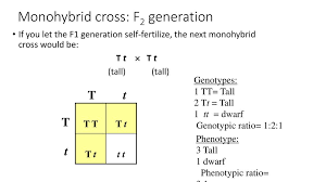 Is a practice problem worksheet for monohybrid, or one factor, genetics problems. Mendelian Genetics And Heredity Ppt Download