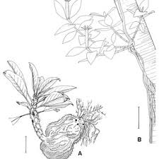 Image result for Sericanthe leonardii