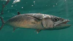 Tahukah anda apa itu ikan? Kumpulan Gambar Ikan Tenggiri Super Cantik Hasil Mancing
