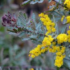Acacia Baileyana Purpurea Purple Cootamundra Wattle Southern Woods Acacia Baileyana Acacia Plants