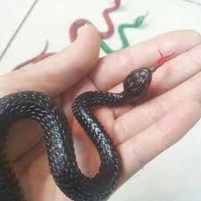 Halloween Prank Prop For Decor High Simulation Rubber Snake Toy Kids Gag Toys Prank Jokes Toys Animals Model Funny Scary Halloween Pranks Scary Snakes Pet Toys