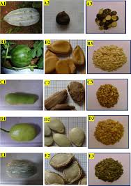 Image result for Telfairia occidentalis