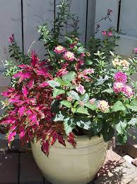Lantana Salvia Coleus Simple Design Container Flowers Spring Plants Hanging Plants