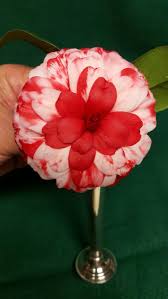Tudor Baby Variegated Camellia Japonica This Was Also The First Bloom On This Plant I Received The Scion From Hulyn Smit Camellia Beautiful Flowers Flowers