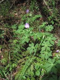 Moldova (eastern europe), it grows in summer time. Common Oklahoma Weeds That Germinate In The Fall
