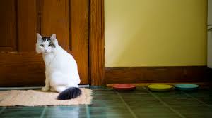 I have eliminated the cats because they usually bury theirs and i have a raccoons also tend to create latrines, pooping in the same general place every time. Reasons Why Cats Poop On Rugs And How To Stop It