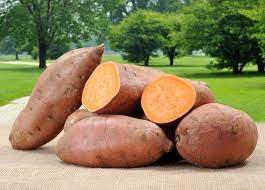 How many calories are in a plain baked sweet potato? Sweet Potatoes Delicious And Nutritious Live Science