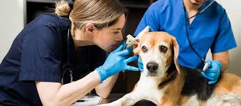 Defining Roles and Responsibilities in Your Veterinary Practice - Practice  Life
