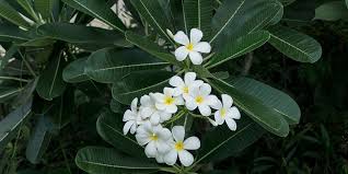 Bird Netting For Fruit Trees Bunnings How To Grow And Care For Frangipani Bunnings Warehouse Nz Frangipani Easy Care Plants Plants