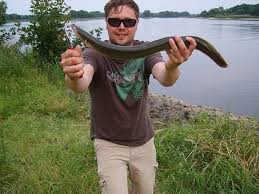Doch auch die „stammbesetzung der ostsee beißt nicht das ganze jahr über gleichbleibend gut. Angeln Auf Aal