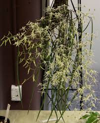 Image result for Crotalaria teretifolia