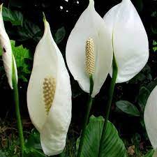 Peace Lily Peace Lily Plant Peace Lily Peace Lily Plant Care