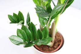Maybe you would like to learn more about one of these? Ist Die Zamioculcas Zamie Giftig Fur Kinder Und Haustiere