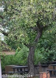 Image result for Ficus sansibarica