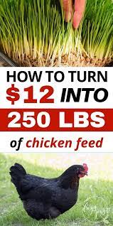 Pin On Chicken Keeping For Beginners