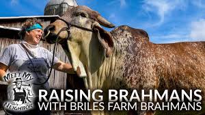 It was bred in the united states from 1885 from cattle originating in india, imported at various times from the united kingdom, from india and from brazil; Raising Brahman Cattle With Briles Farm Brahmans Meet My Neighbor Youtube