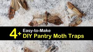 Super simple and inexpensive codling moth trap. 4 Easy To Make Diy Pantry Moth Traps