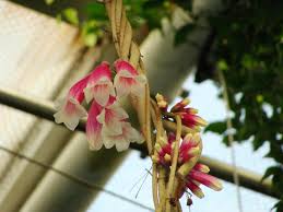 Image result for Tecomanthe dendrophila