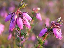 Flowering Heather Plant Care Guide Winter Plants Heather Plant Plant Care