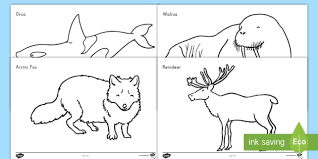 Supercoloring.com is a super fun for all ages: Arctic Animals Coloring Sheets Elementary Resources