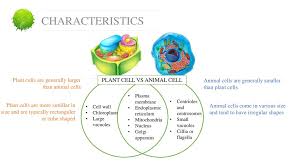 All eukaryotic cells contain an endoplasmic reticulum (er). Plant Cell By Ikwan Wahyudi Ppt Download