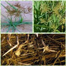 Image result for Cyperus nduru