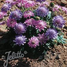 Image result for Scabiosa columbaria