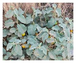 Image result for Solanum sp. B