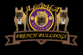 Born 12/22 akc registered french bulldog pups. Alpha French Bulldogs Home